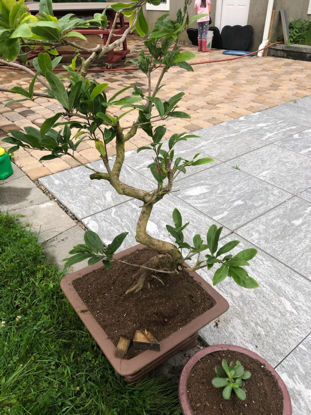 Picture of Bonsai 01