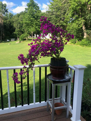 Picture of Bonsai 02