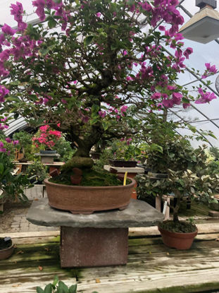 Picture of Bonsai 03