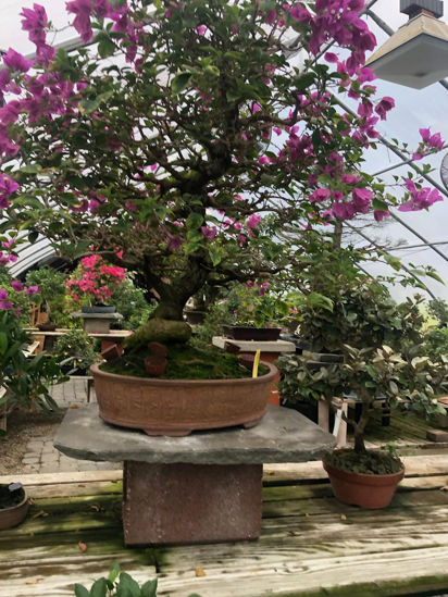 Picture of Bonsai 03