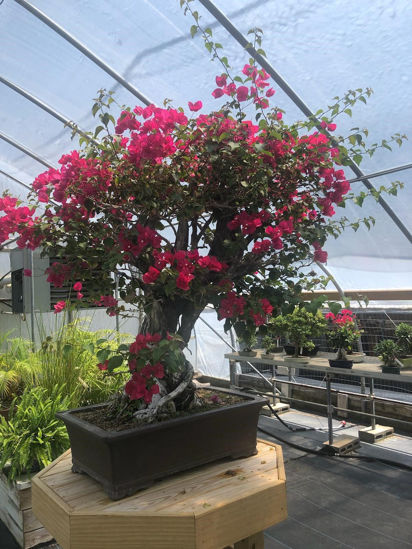 Picture of Bonsai 04