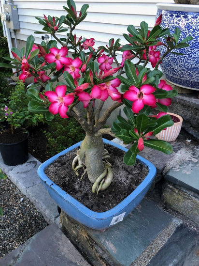 Picture of Bonsai 05